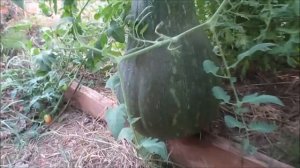 Зимняя отапливаемая теплица своими руками