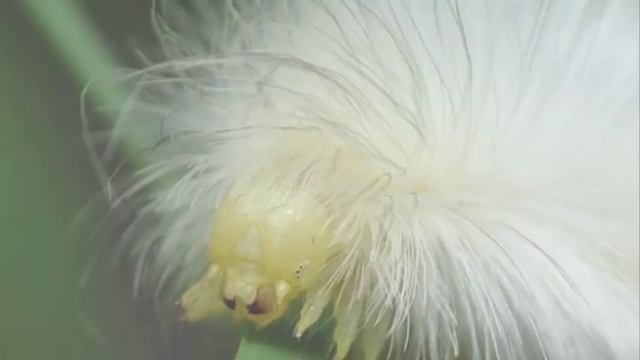 Бабочка.Стихотворение моё - Мартыновой Татьяны Васильевны сайт "Стихи.ру" смотреть онлайн