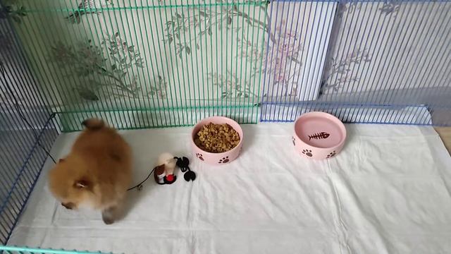 померанский шпиц девочка супер мини ♥️ смотреть онлайн
