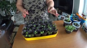 СЕЛЬДЕРЕЙ, черешковый и корневый , тонкости пикировки