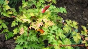 Стефанандра надрезаннолистная Криспа (crispa) ? обзор: как сажать, саженцы стефанандры Криспа