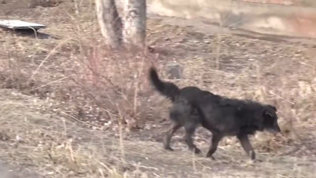 В Братске определился подрядчик, который будет заниматься отловом бродячих собак и кошек смотреть онлайн