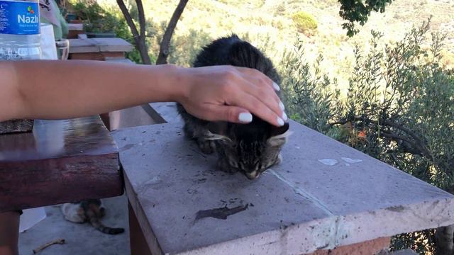 Cats living on the top of the mountain asked us for love. смотреть онлайн