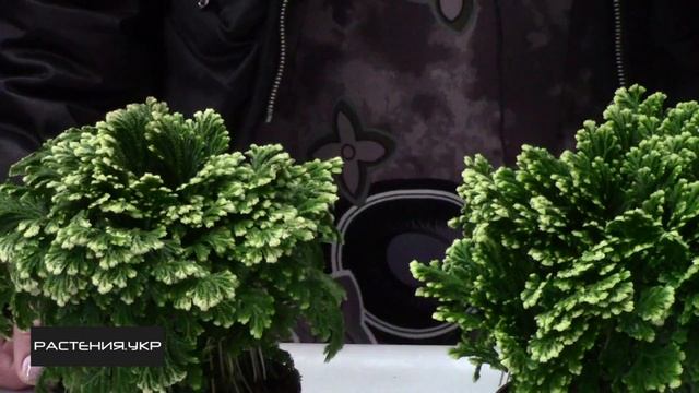 Селагинелла или плаунок / Selaginella or plaunok смотреть онлайн