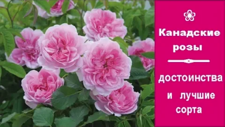 ❀ Канадские розы: достоинства и лучшие сорта смотреть онлайн