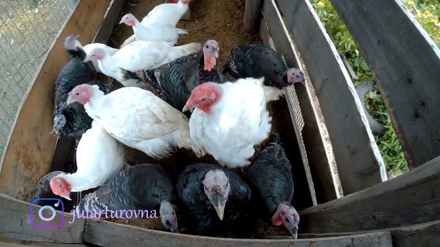 Обзор хозяйства . Возвращение //Мое хозяйство