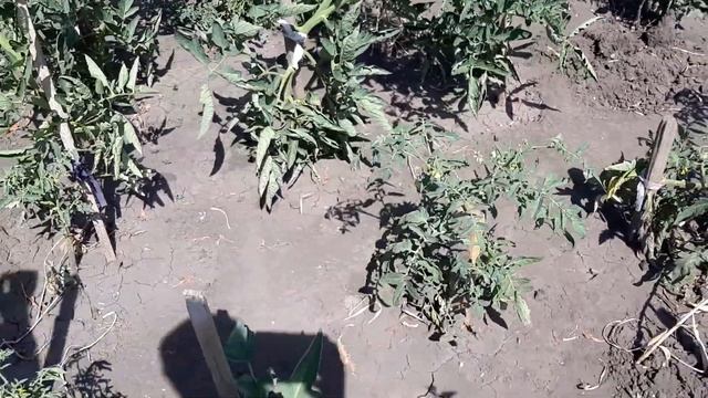 Боремся с Фитофторой и гнилью На Помидорах. Народный способ борьбы. смотреть онлайн