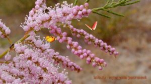 Тамарикс пятитычинковый Рубра (tamarix) ? тамарикс Рубра обзор: как сажать саженцы тамарикса Рубра