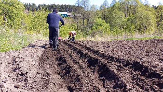 Пробное посадка Картошки. Мотоблоком... смотреть онлайн