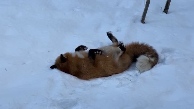 Алиса - лиса. Лиса радуется падающему снегу смотреть онлайн