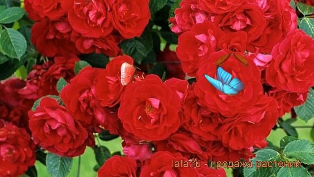 Роза плетистая Фламентанц (rose flammentanz) ? Фламентанц обзор: как сажать, саженцы розы Фламентан смотреть онлайн