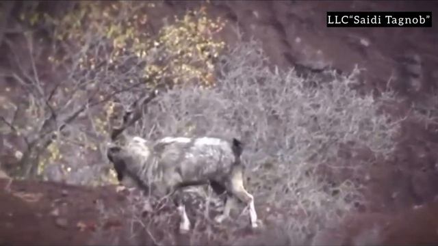 Best hunting area in Tajikistan 🇹🇯 LLC “Saidi Tagnob” смотреть онлайн