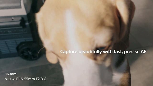 Lenses for Lifestyle vlog | Vlog camera ZV-E10 | Sony | Lens смотреть онлайн