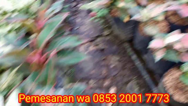 DI HARGA 11.000 || PAKET || OBRAL MLETRE COCOK BUAT PEMULA DAN SENIOR, DARI LAMPUNG TIMUR смотреть онлайн