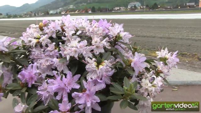 Purpurviolette Alpenrose - Veilchenblauer Rhododendron - Rhododendron Impeditum Moerheim