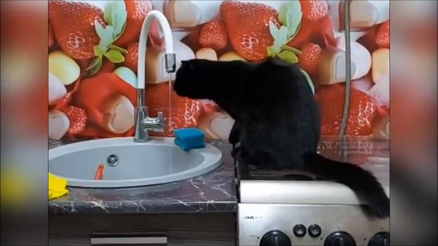 Забавные коты. Кошка пьёт из-под крана смотреть онлайн