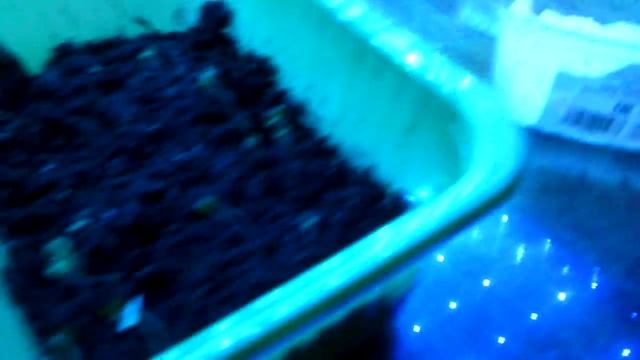 Подсветка для рассады (как сделать правильную подсветку для рассасады ответ тут) смотреть онлайн