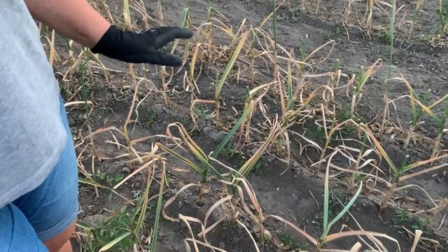 ЧЕСНОК размером С КУЛАК! БЕЗ химии / как вырастить крупный чеснок на своем огороде смотреть онлайн