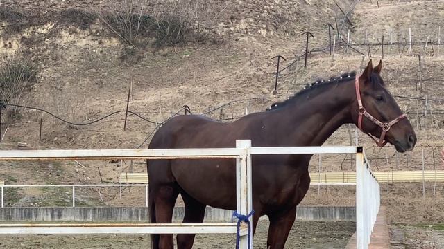РОДНИК В ДАГОМЫСЕ ✨ ЗАШЛА НА КОННУЮ БАЗУ СОЧИ смотреть онлайн