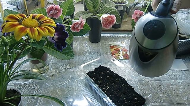 Гербера ! Посев семян с кипятком и результат ! смотреть онлайн