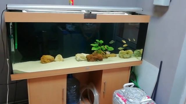 Перевозка крупной аквариумной рыбы. смотреть онлайн