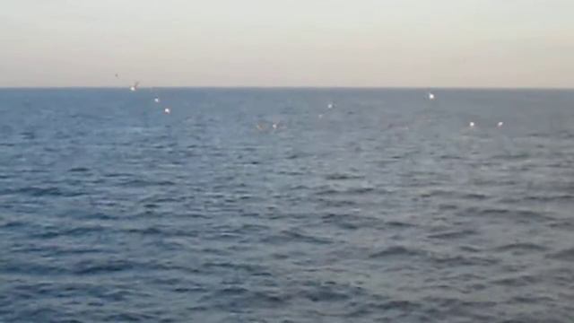 Дельфины, Черное море. смотреть онлайн