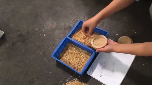 Paddy Seeds Separating Sorting Machine / Сортировочная машина для разделения семян риса смотреть онлайн