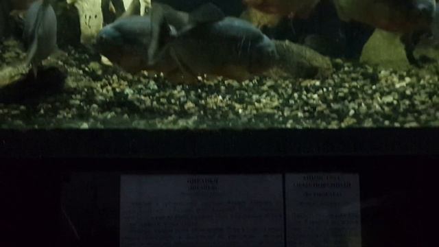 Большие пираньи в аквариуме great piranhas in the aquarium смотреть онлайн