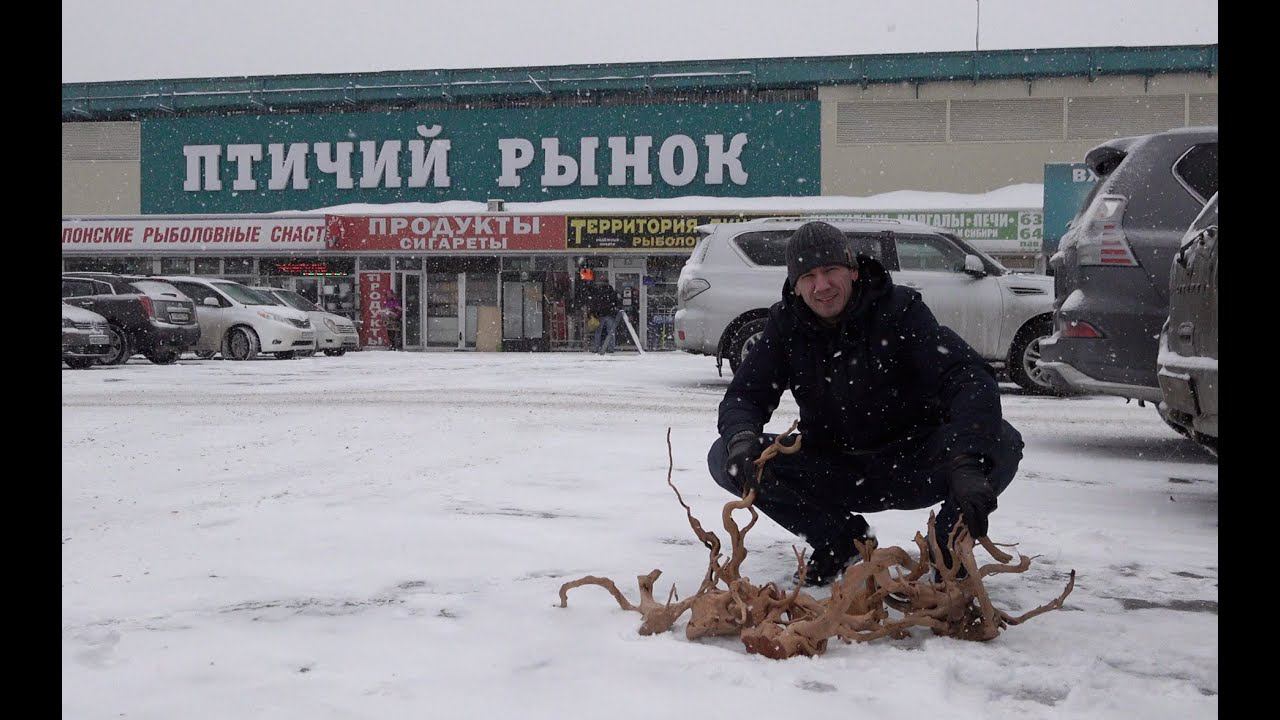 На Птичку за корягами смотреть онлайн
