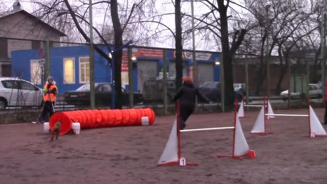 Задумкина Наталия 20.12.2015* Закрытие сезона 2015 аджилити на цветочной смотреть онлайн
