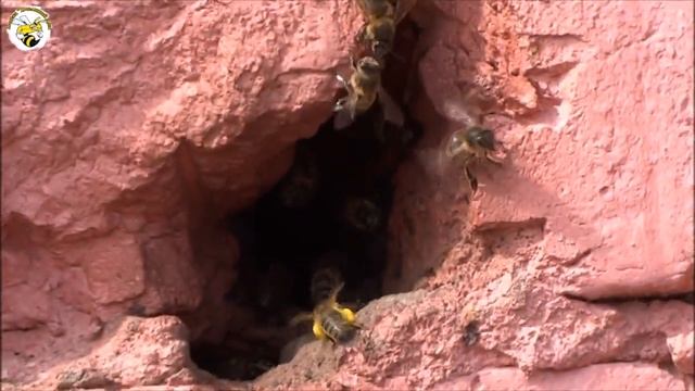 ДИКИЕ ПЧЁЛЫ. ЗАРИСОВКИ ПАСЕЧНИКА смотреть онлайн