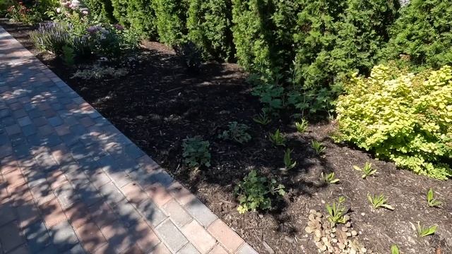 Hardy Geraniums: Amazing Perennials with Up to 4 Seasons of Interest! ???? // Garden Answer смотреть онлайн
