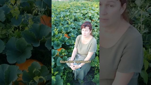 Оранжевая красавица для здорового пищеварения