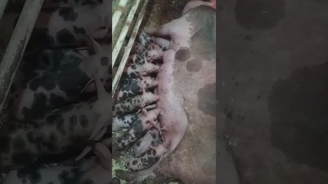 Поросята Пьетрен(Макстер) смотреть онлайн