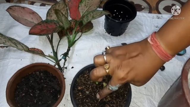 Aglaonema Lady Valentine & Pink Anja chance propagation through tip cutting. смотреть онлайн