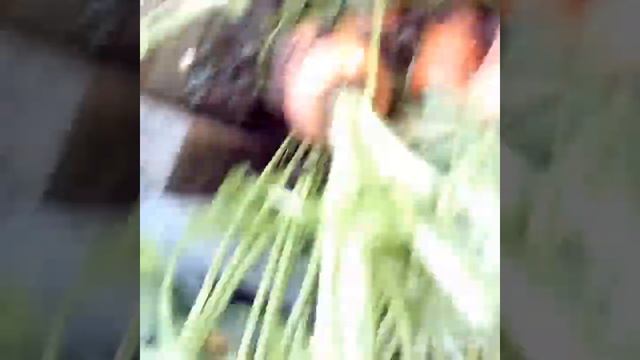 Уборка моркови, посеянной в лотки для яиц смотреть онлайн