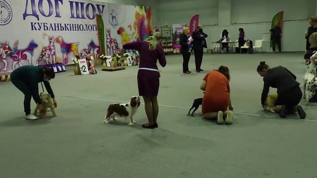 Выставка собак всех пород ранга САС ЧФ РФОС г. Краснодар 