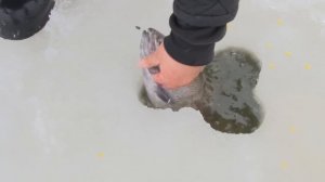 Крупная форель со льда : На рыбалку с Нормундом #36