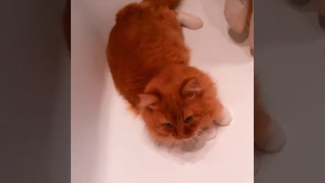Как выгнать кота из ванной))) смотреть онлайн