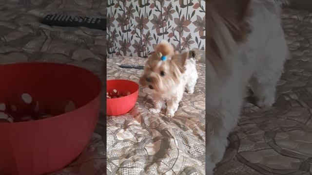 Любимое лакомство)) смотреть онлайн