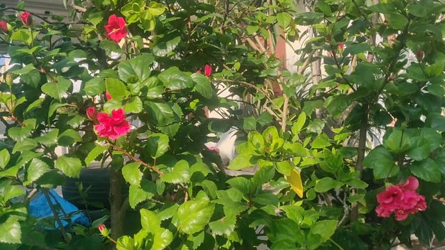 Medicinal uses of Hibiscus/ Shoe flower/Sembaruthi смотреть онлайн