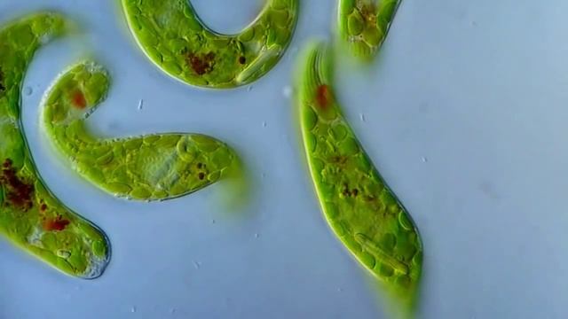 Эвглена зеленая движется под микроскопом. Euglena viridis moving under the microscope смотреть онлайн