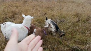 Коза в охоте // в каком возрасте крыть молодую козочку?