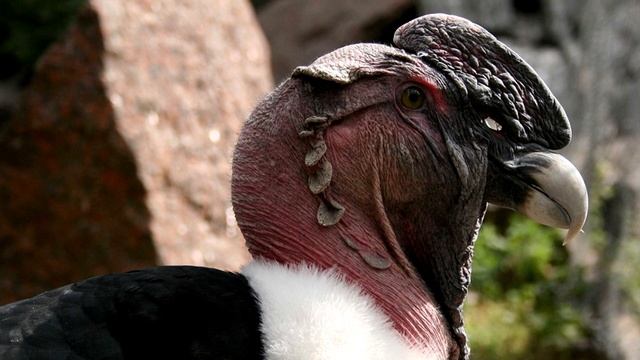 Кондор - интересные факты смотреть онлайн