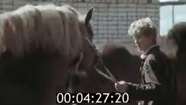 Продуктивное коневодство - часть 1