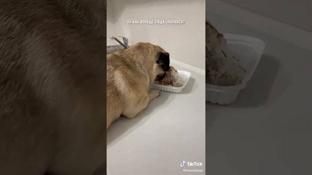 Помогают друг другу с вкусняшкой. Если любите собак то подписываетесь и ставте лайки смотреть онлайн