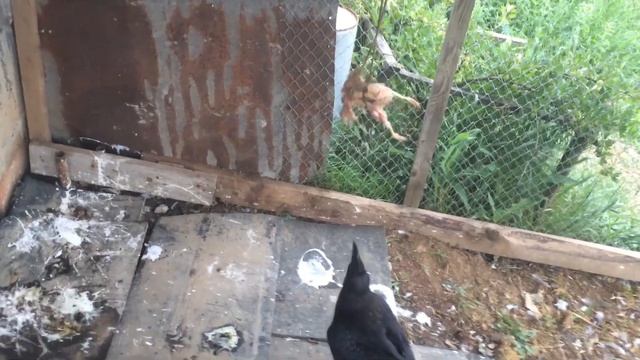 Футбол с вОроном / Гоша притворяется котом / Тренировка клюва смотреть онлайн