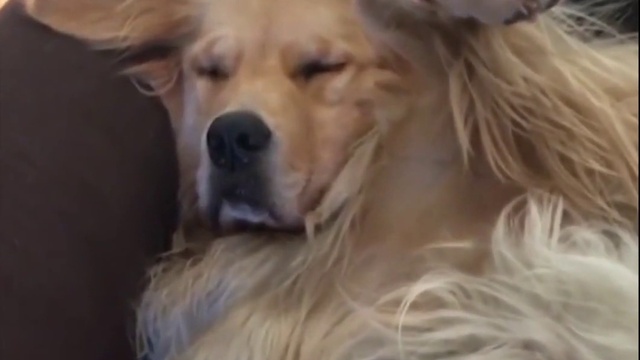 Золотистые ретриверы смотреть онлайн