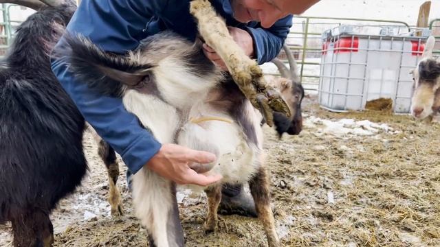 Late in the Season Banding with the California Bander UPDATE 8 Days Later смотреть онлайн