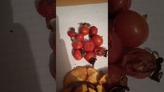 чем кормить птиц зимой. кормления птиц зимой ??? смотреть онлайн